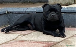 Staffordshire Bull Terrier dogs for stud: Stunning Champion Sired Stud  in Pontypridd - Image 16