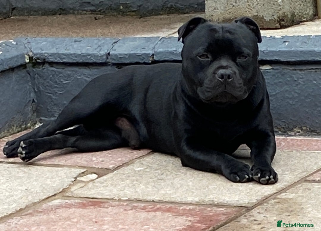 Staffordshire Bull Terrier dogs for stud: Stunning Champion Sired Stud  in Pontypridd - Image 16