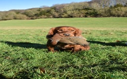 Cocker Spaniel dogs for stud: Fully health tested dark red working cocker stud - Image 6
