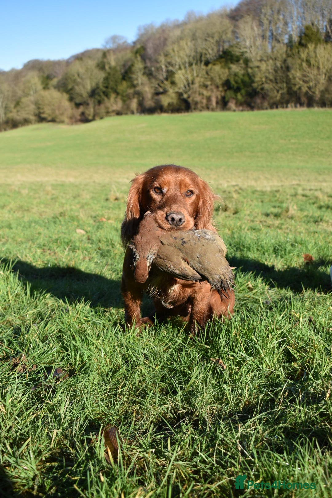 Cocker Spaniel dogs for stud: Fully health tested dark red working cocker stud - Image 6