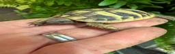 Hermann Tortoise reptiles for sale: Baby Hermanns tortoises available. Setups also ava - Advert 3