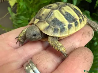 Hermann Tortoise reptiles Baby Hermanns tortoises available. Setups also ava - Advert 2