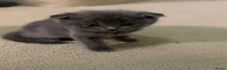 British Shorthair cats for sale: Bsh kittens - Advert 14