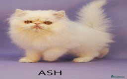 Persian cats for sale: Beautiful Persian Kittens Ready for Forever Homes - Image 2