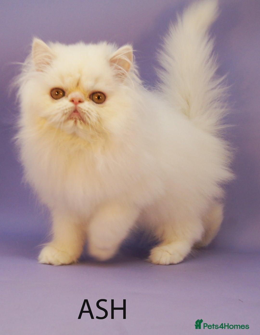 Persian cats for sale: Beautiful Persian Kittens Ready for Forever Homes - Image 2