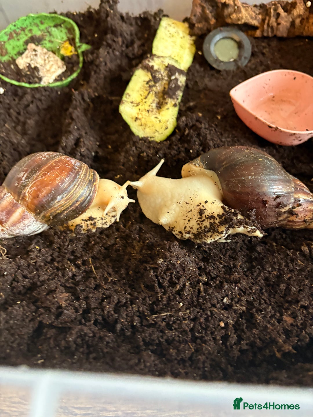 Snails invertebrates for sale: 2 Giant African Land Snails 🐌🐌 - Image 2