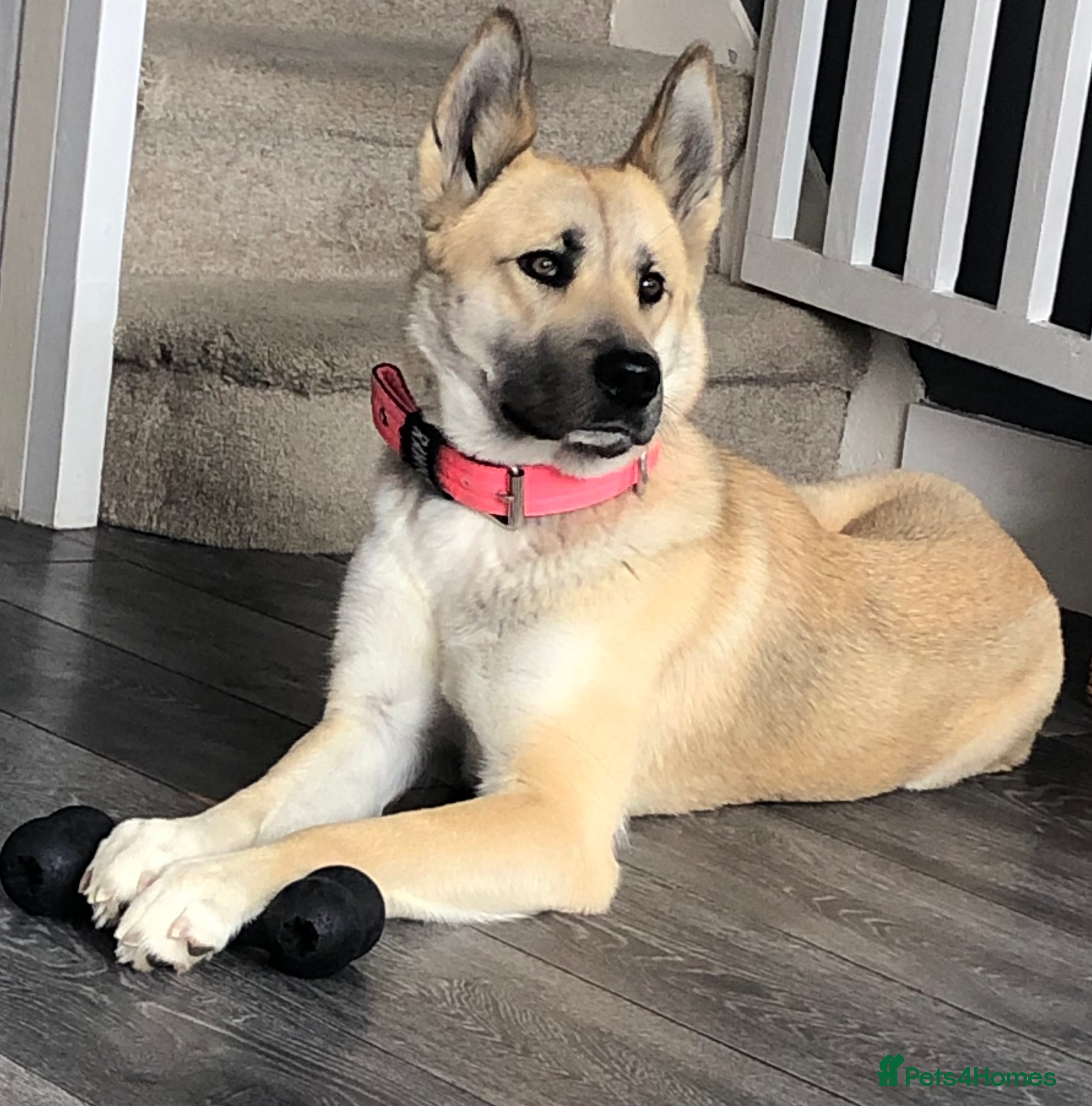 Huskita dogs Beautiful female Akita/husky  - Advert 1