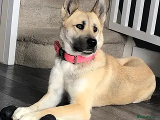 Huskita dogs Beautiful female Akita/husky - Advert 2