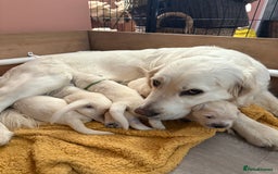 Golden Retriever dogs for sale: Golden Retriever Puppies  - Advert 3