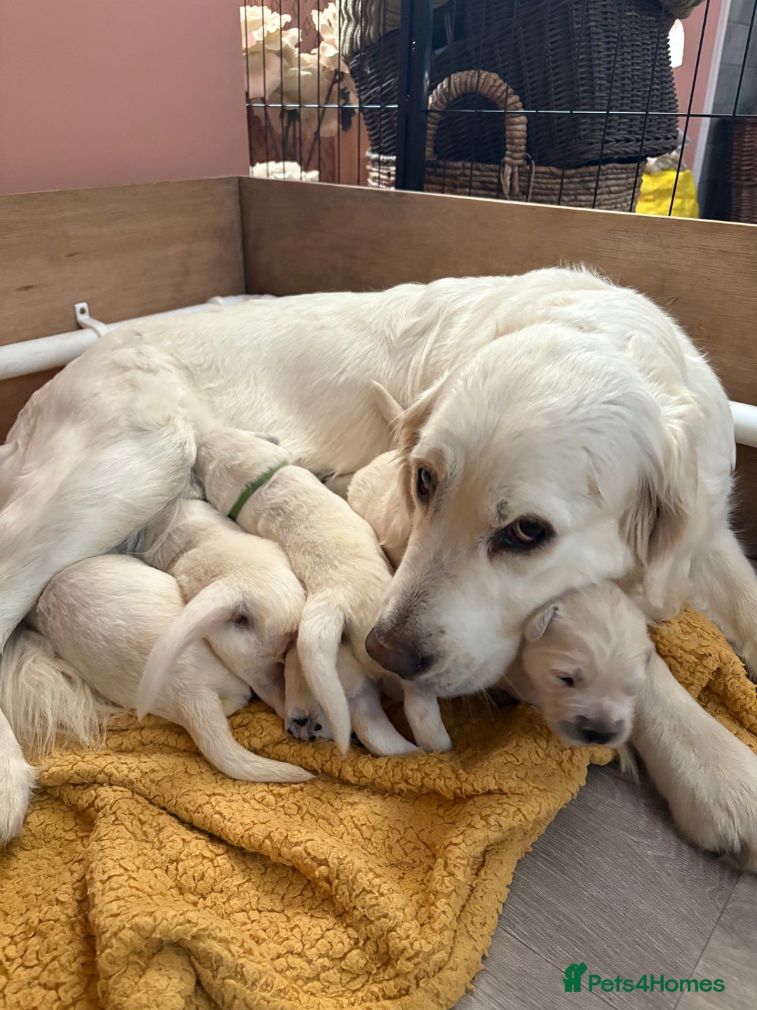 Golden Retriever dogs for sale: Golden Retriever Puppies  - Advert 3