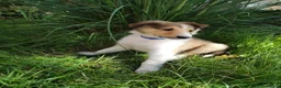 Rough Collie dogs for sale: Rough Collie in Houghton le Spring - Advert 3