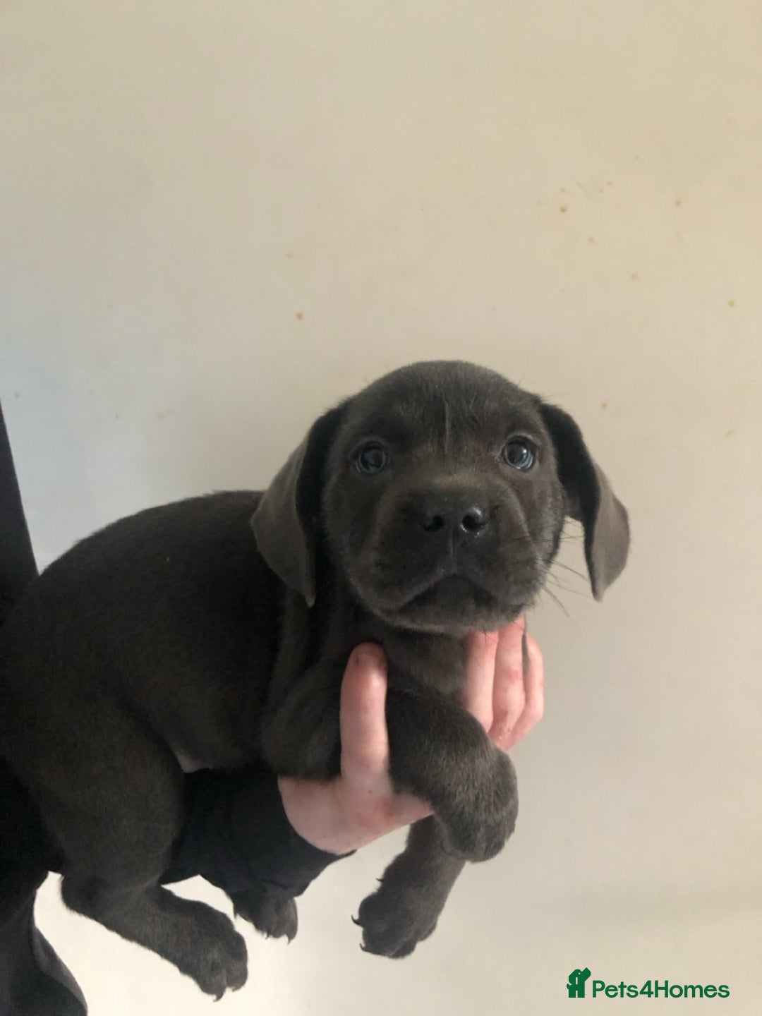 Labrador Retriever dogs for sale: Silver labrador puppys - Image 7
