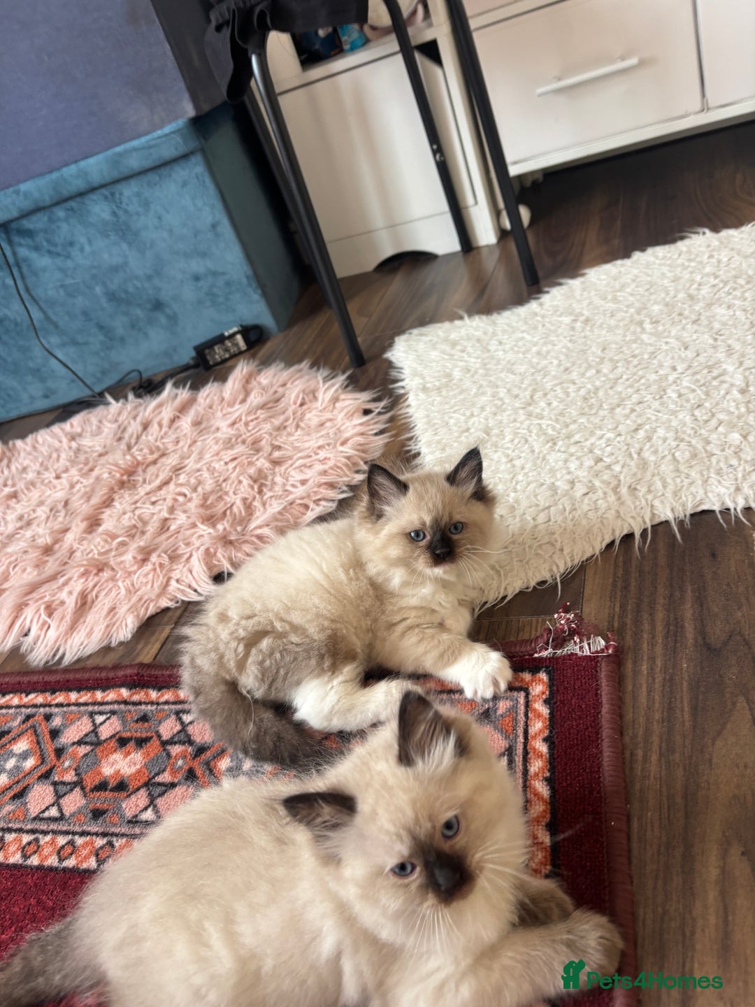 Ragdoll cats for sale: Pure Fluffy Ragdoll kittens - Advert 28
