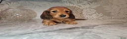 Miniature Dachshund dogs for sale: Gorgeous Miniature Dachshund Puppies in York - Advert 17
