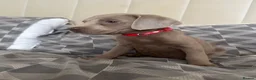 Labrador Retriever dogs for sale: Ready to leave 3 girls KC Silver Labrador puppies  - Advert 19