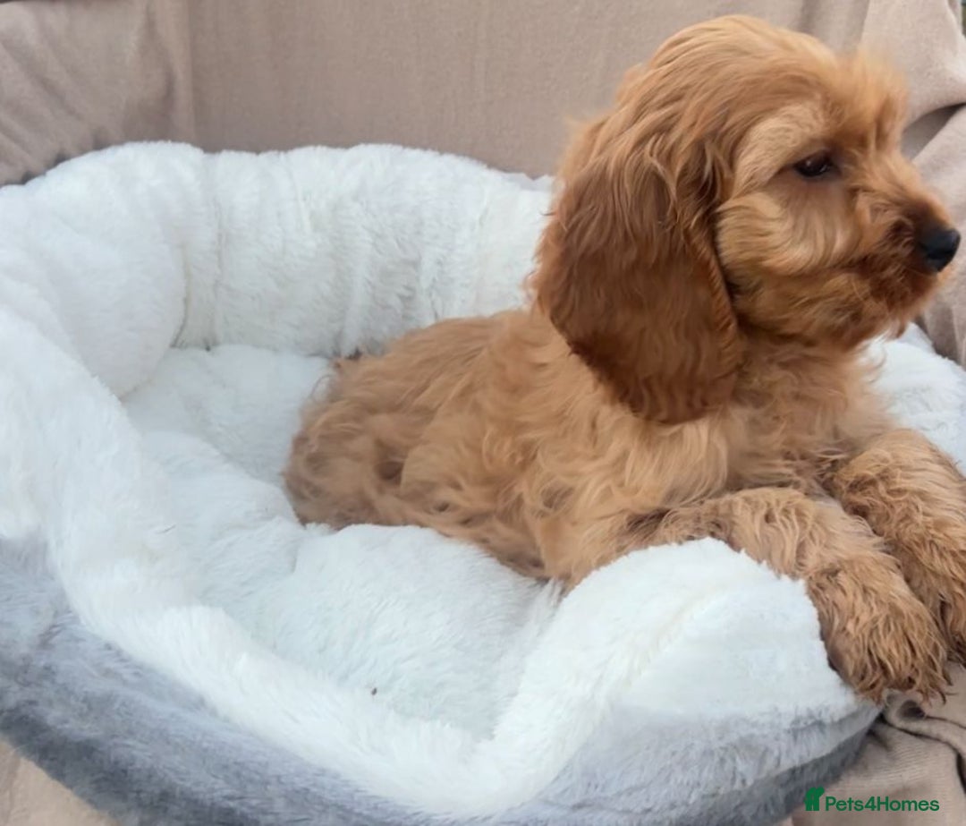 Cockapoo dogs for sale: 2 male cockapoo puppies for sale  - Advert 2