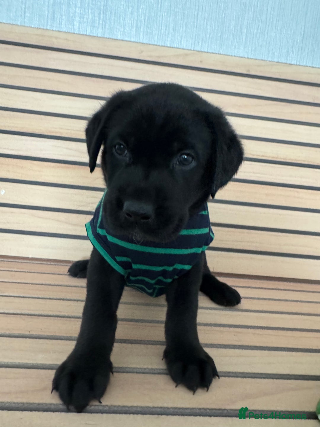 Mixed Breed dogs for sale: Labrador/German Shepherd  - Image 6