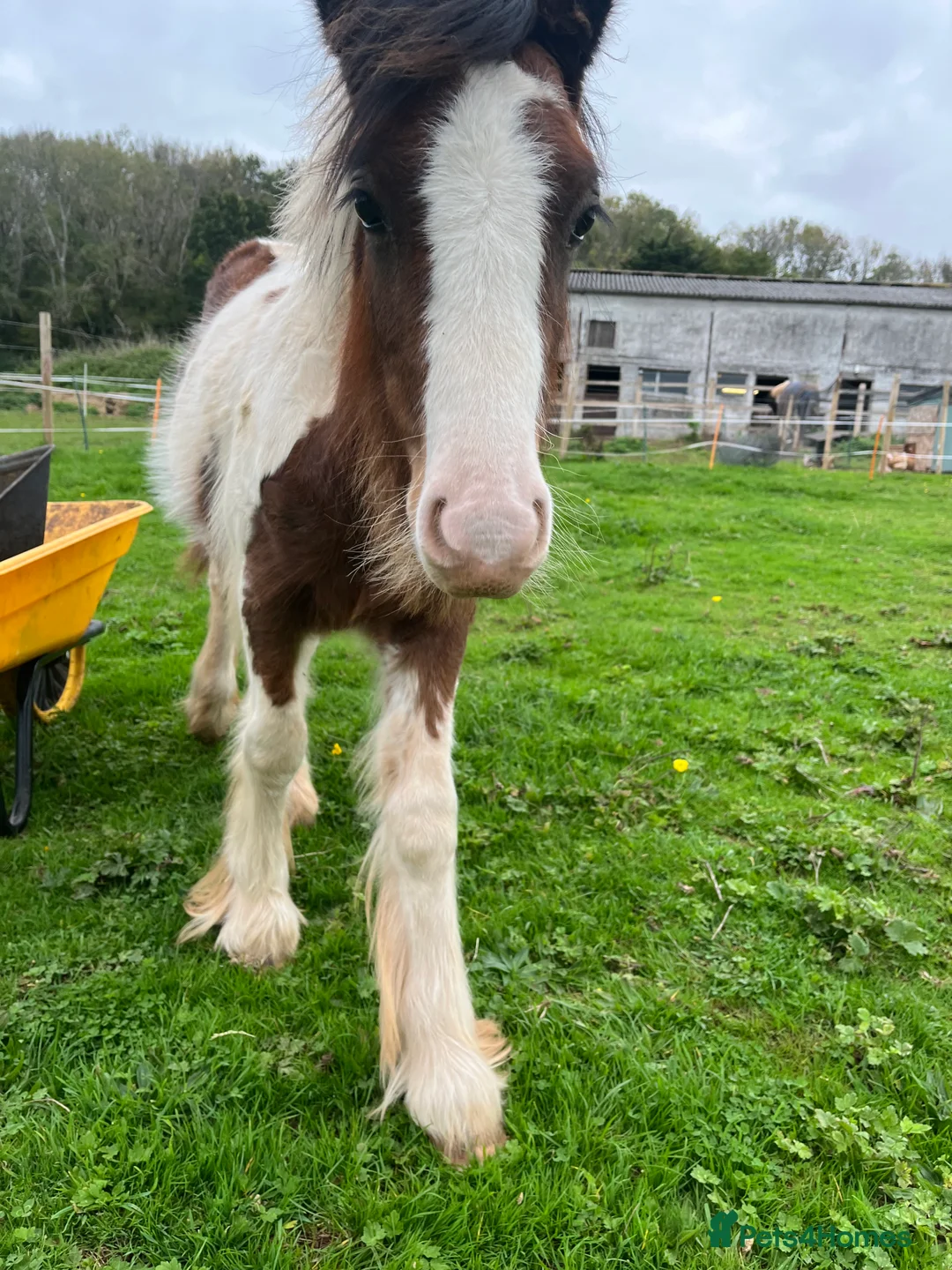 Irish Cob horses for sale: beautiful cob colt  - Advert 9