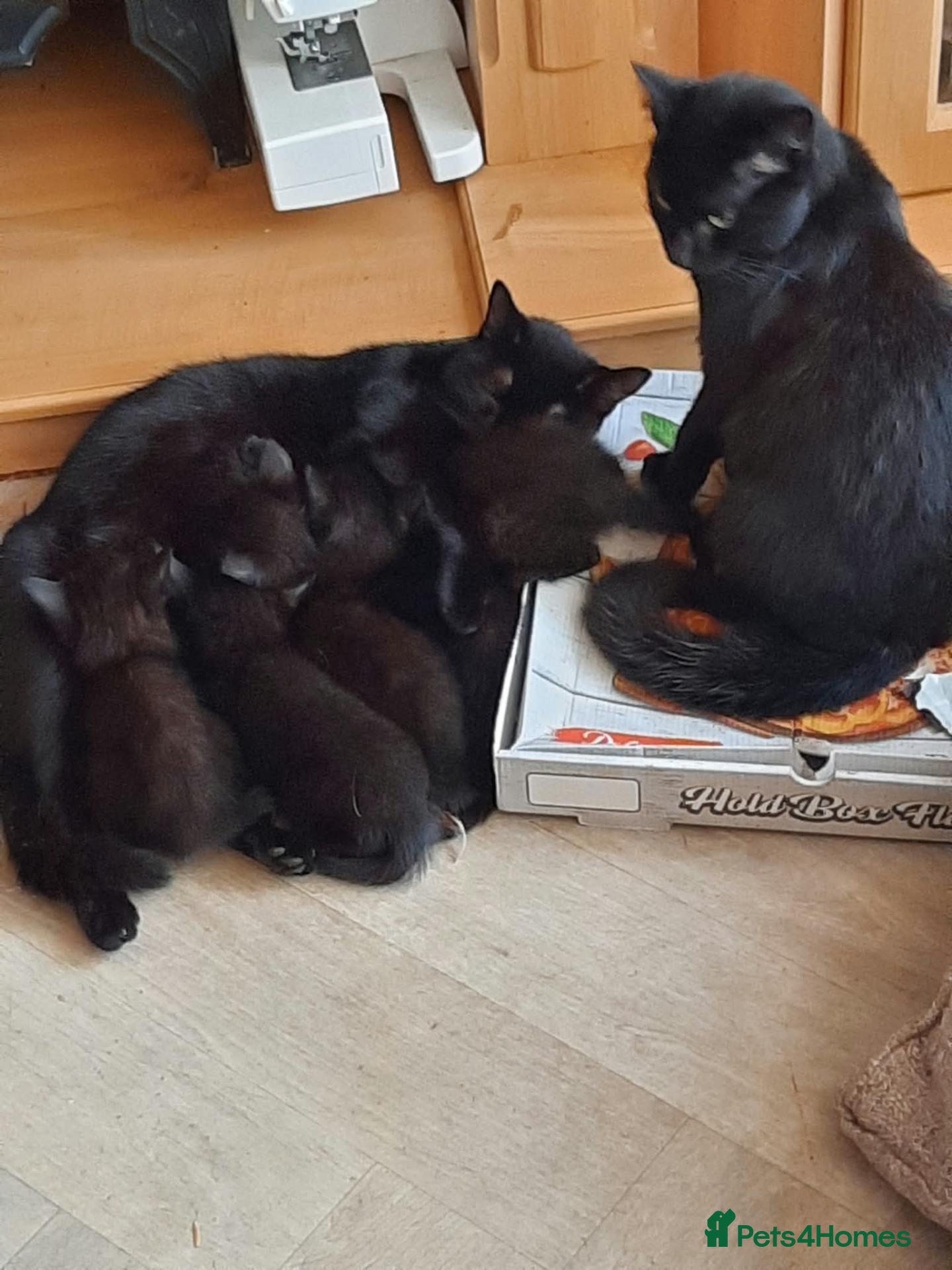 British Shorthair cats 5 Black Kittens Ready for their forever homes - Advert 9