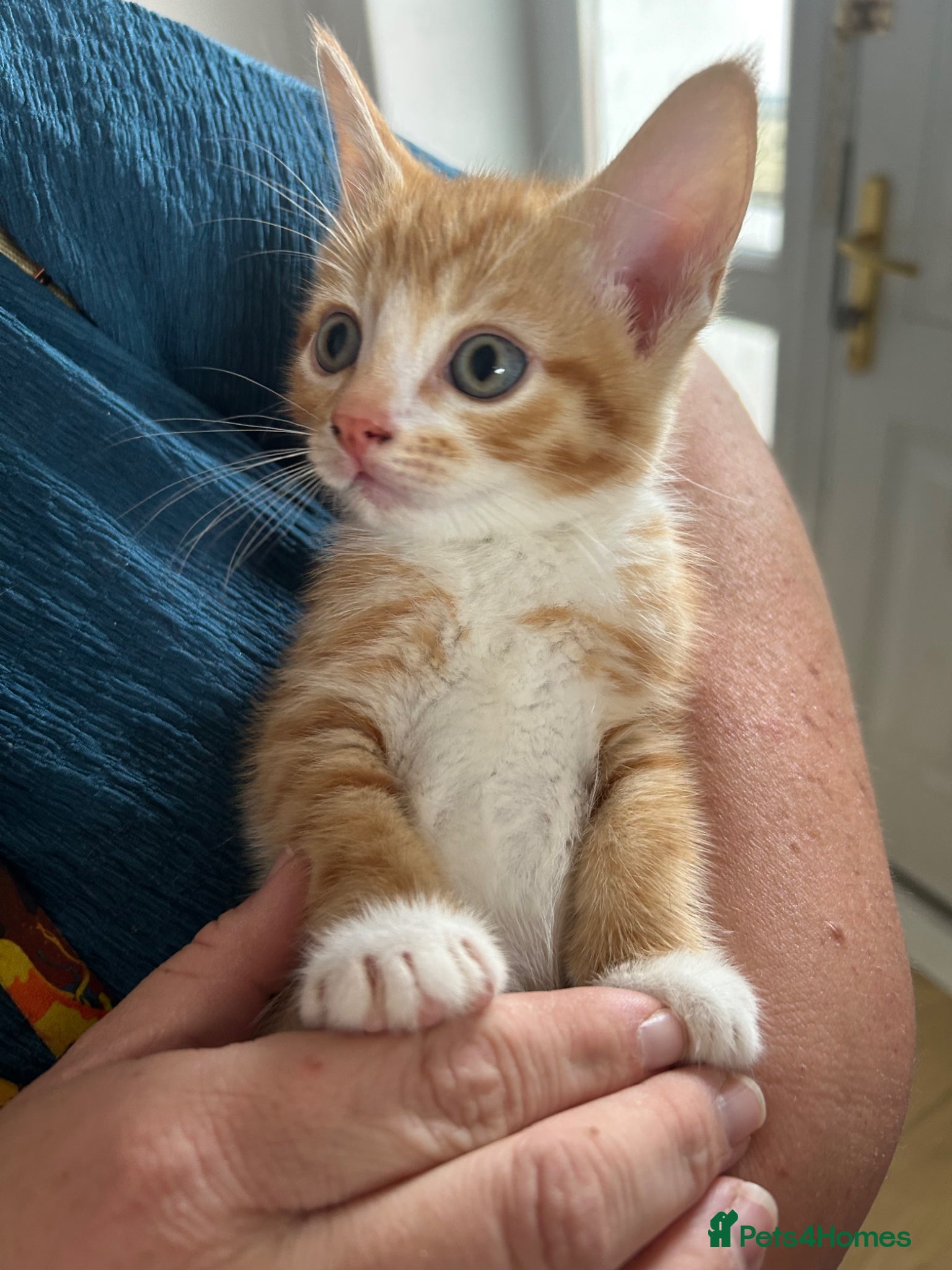 Mixed Breed cats for sale: beautiful orange babies - Advert 7