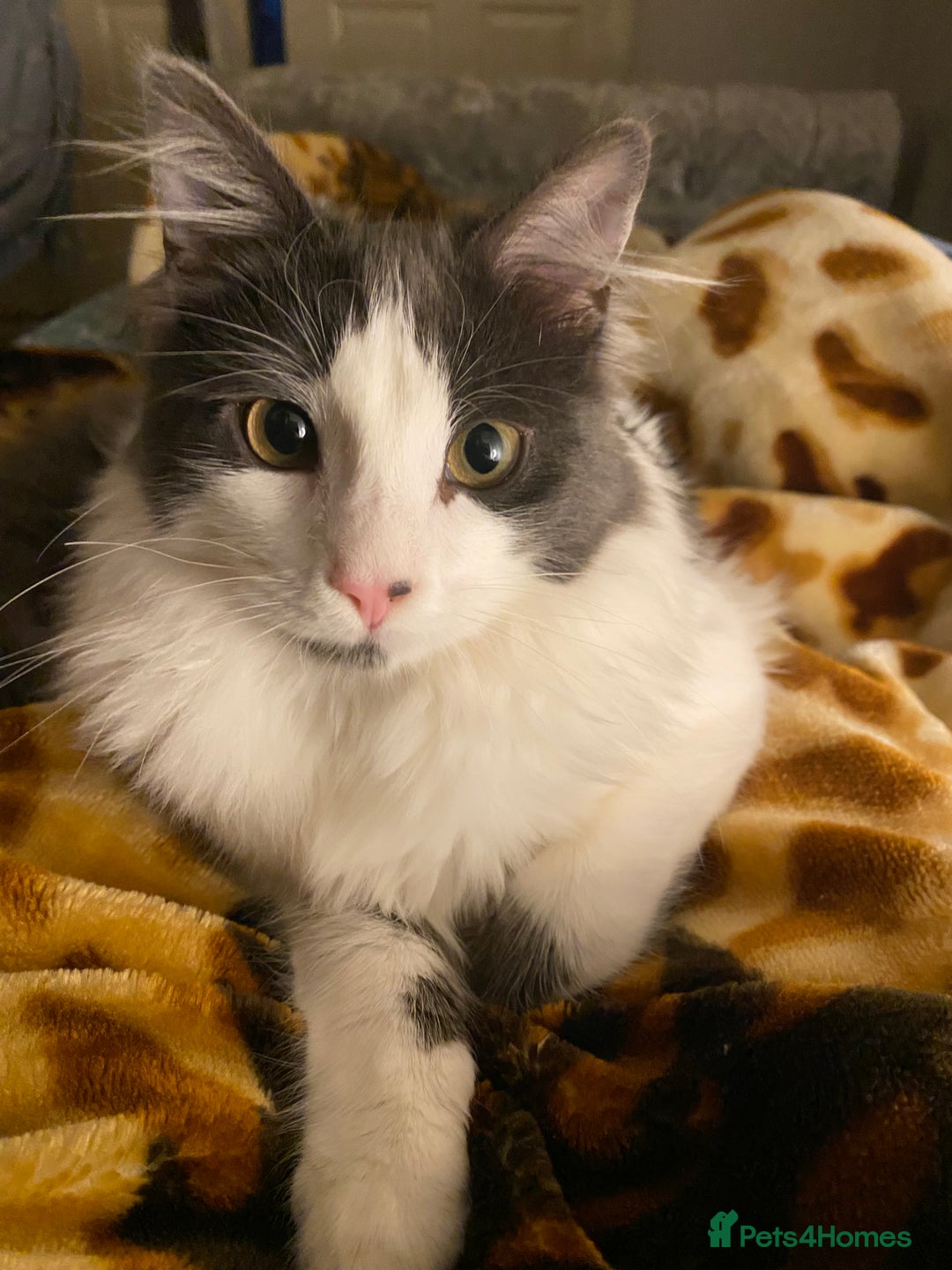 Domestic Shorthair cats for sale: FREE Milo LONGHAIRED - Image 1