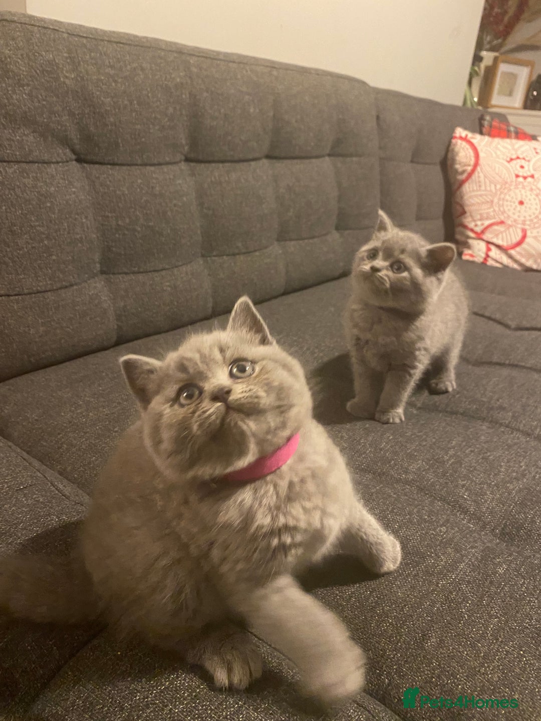 British Shorthair cats for sale: Stunning British short hair GCCF/TICA - Advert 4