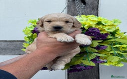 Goldendoodle dogs for sale: 8 gorgeous f1 mini goldendoodle dna clear - Image 4