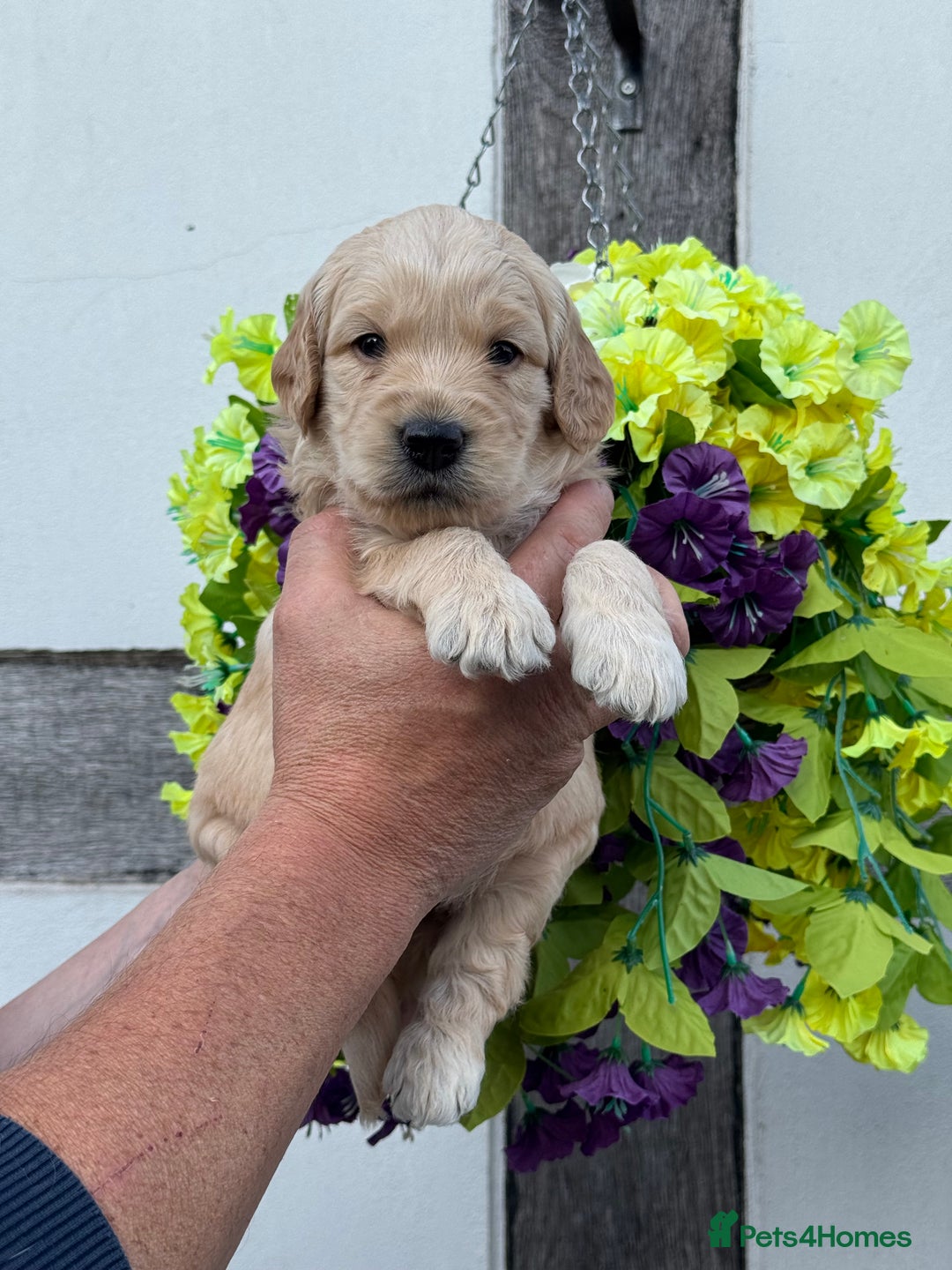 Goldendoodle dogs for sale: 8 gorgeous f1 mini goldendoodle dna clear - Image 4