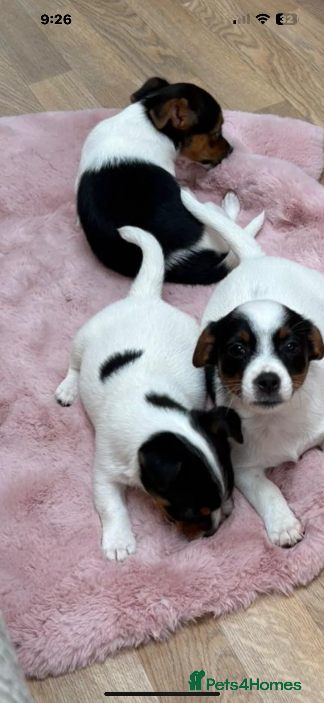 Jack Russell dogs for stud: Proven Short legged true  jack Russell for stud  in Eastleigh - Advert 15