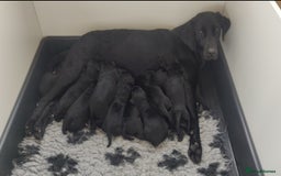 Labrador Retriever dogs for sale: KC Reg Fully Health Tested Black Labrador Puppies - Image 11