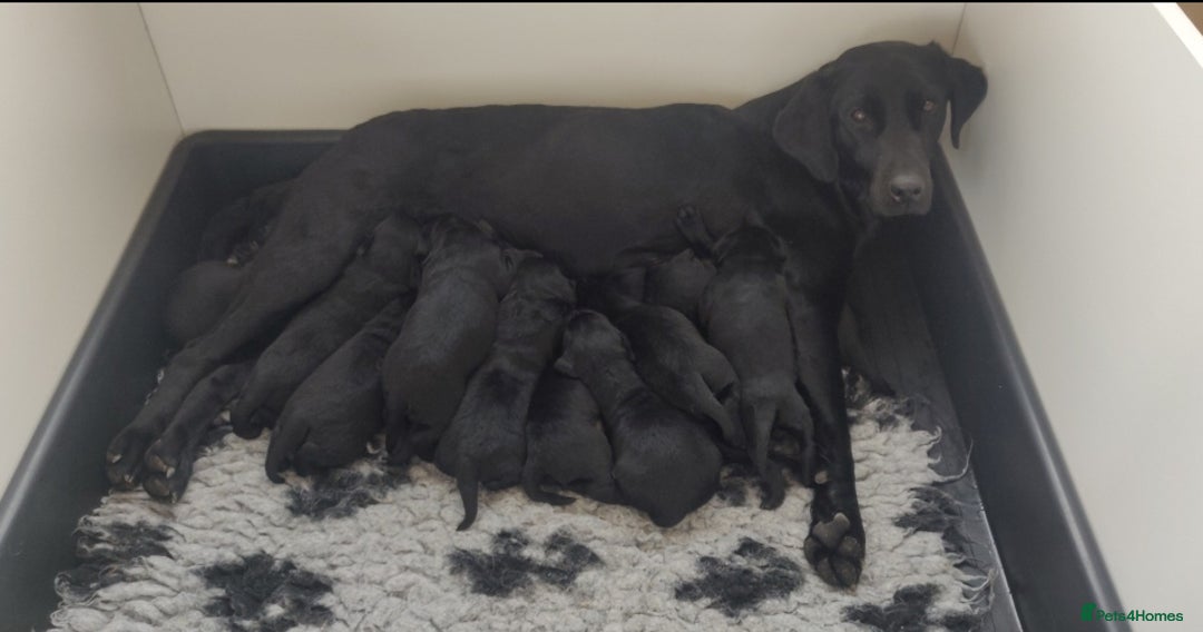 Labrador Retriever dogs for sale: KC Reg Fully Health Tested Black Labrador Puppies - Image 11