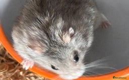 Hamster rodents for sale: Supertamed Russian white dwarf Baby Hamsters - Image 14