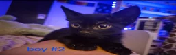 Mixed Breed cats for sale: Kittens! - Advert 4