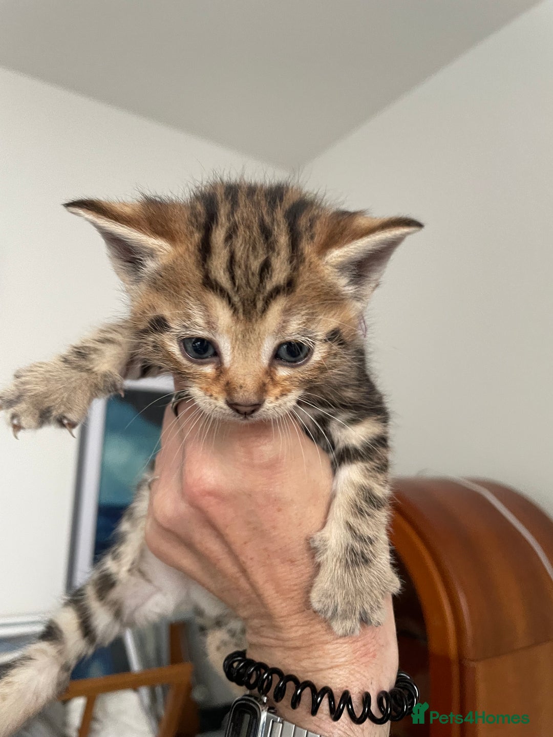 Bengal cats for sale: 9 BENGAL RAGDOLL X KITTENS - Image 13