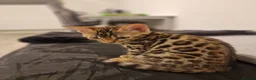 Bengal cats for sale: Beautiful Bengal Kitten - Advert 7