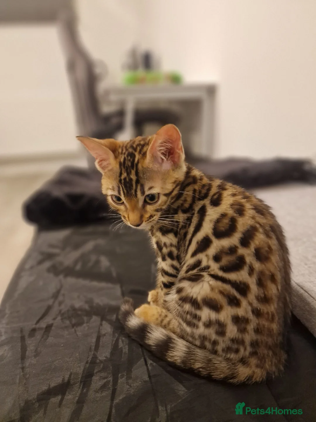 Bengal cats for sale: Beautiful Bengal Kitten - Advert 7
