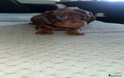Miniature Dachshund dogs for sale: Beautiful Miniature Dauschaund  in Bradford - Image 7