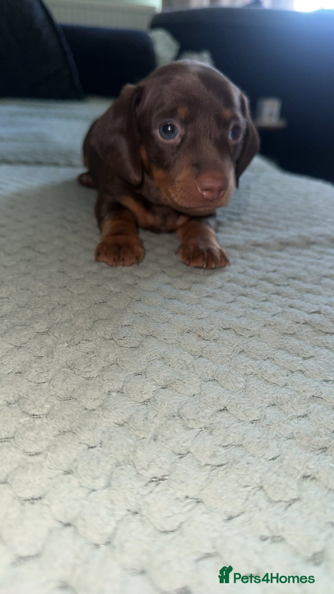 Miniature Dachshund dogs for sale: Beautiful Miniature Dauschaund  in Bradford - Image 7