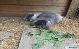 Mini Lion Lop rabbits for sale: 2 Mini Lion Lop Babies - Image 5