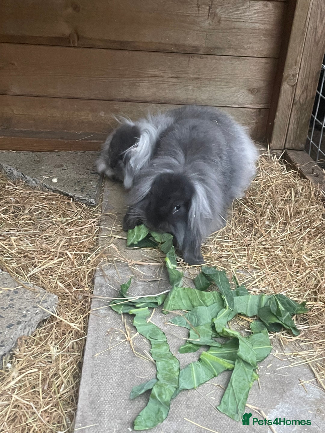 Mini Lion Lop rabbits for sale: 2 Mini Lion Lop Babies - Image 5
