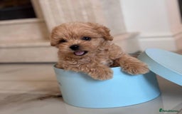 Maltipoo dogs for sale: Adorable Maltipoo Puppies for Sale! 🐾❤️ - Image 7