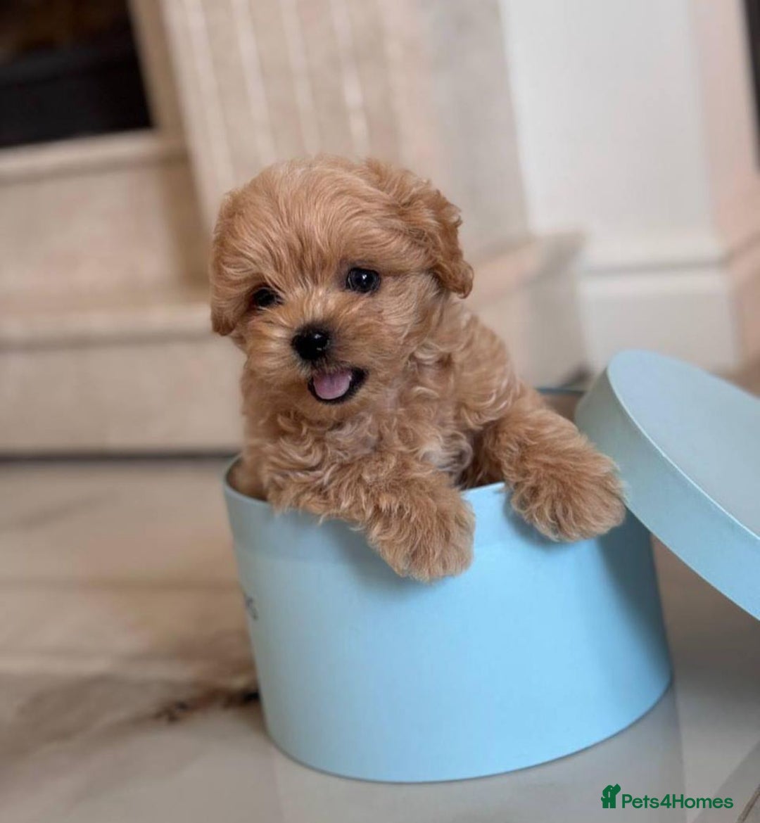 Maltipoo dogs for sale: Adorable Maltipoo Puppies for Sale! 🐾❤️ - Image 7