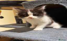 Maine Coon cats for sale: 🐾 Ragdoll × Maine Coon Kittens 🐾 - Image 23