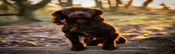 Cocker Spaniel dogs for sale: Gorgeous litter of Cocker Spaniel Puppies - Advert 5