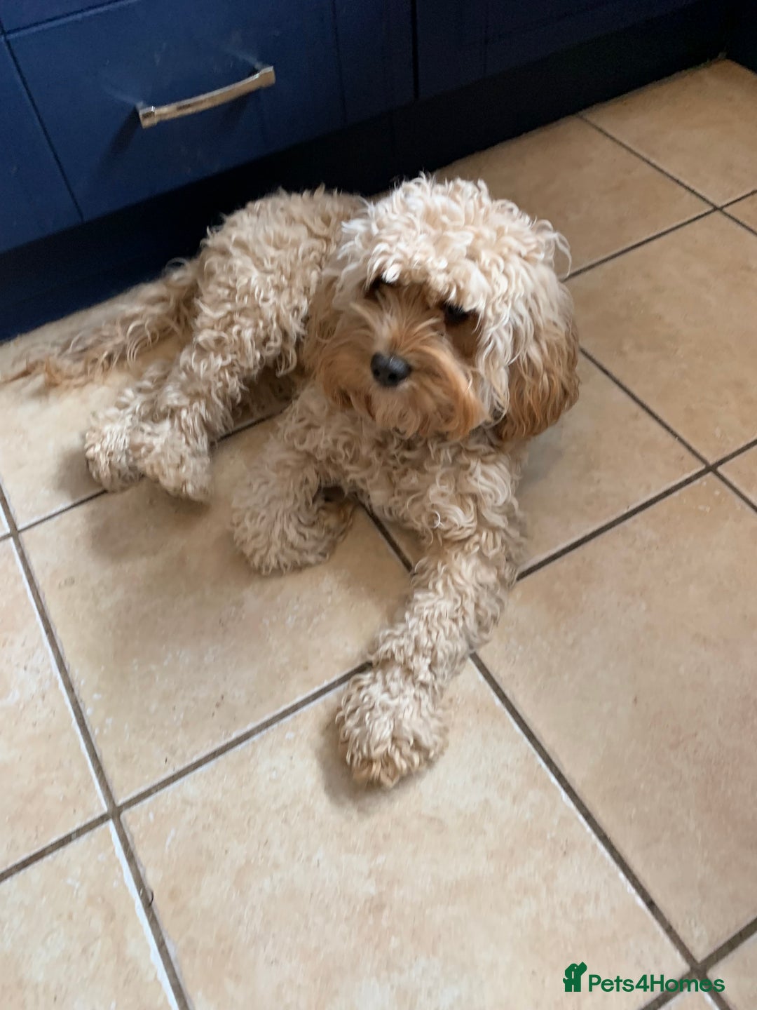 Cavapoo dogs for sale: Stunning F1b Cavapoos - Advert 1
