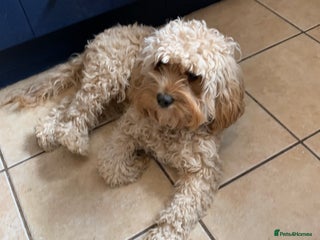 Cavapoo dogs Stunning F1b Cavapoos - Advert 1