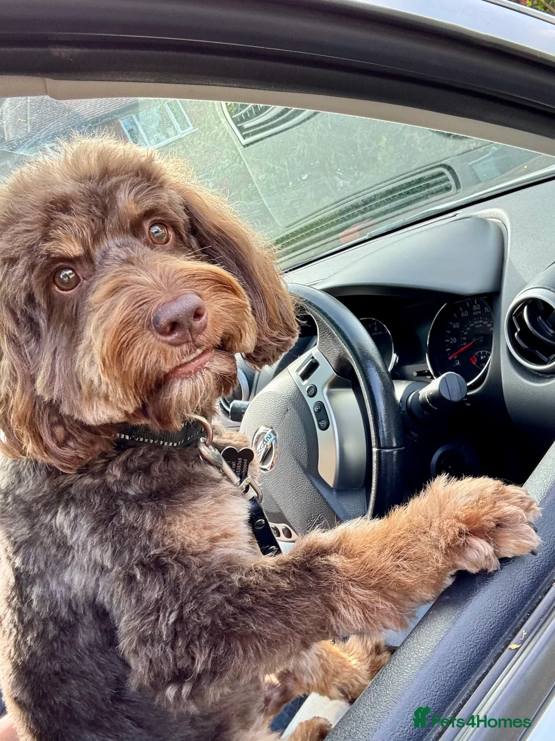 Cockapoo dogs for stud: TRICOLOUR F1 PROVEN ATAT CERTIFIED COCKAPOO STUD in Bromley - Advert 11