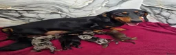 Dachshund dogs for sale: 🐾 Beautiful Miniature Dachshund Puppies  in Guildford - Advert 1