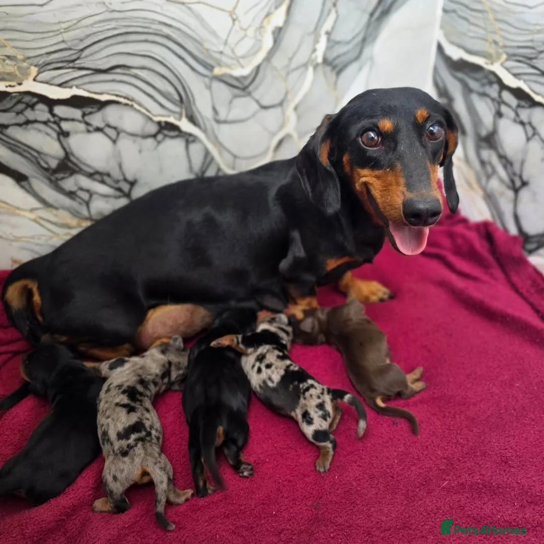 Dachshund dogs for sale: 🐾 Beautiful Miniature Dachshund Puppies  in Guildford - Advert 1