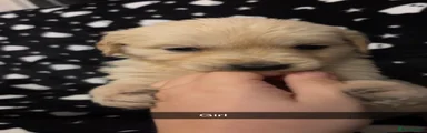 Golden Retriever 3